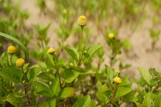 A close up image of the yellow Jambu flower with green foliage
