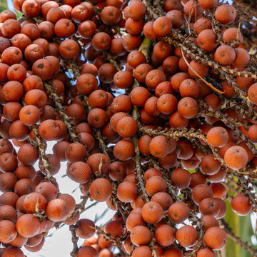 Buriti oil