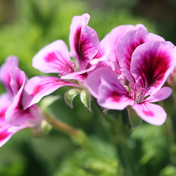 Rose Geranium Oil