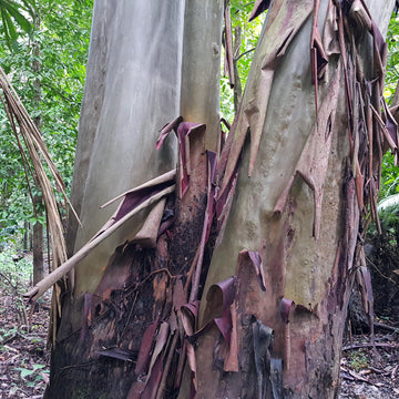 Mulateiro Bark extract