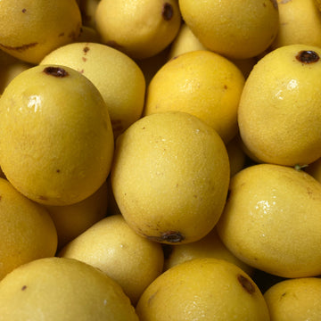 Marula Oil